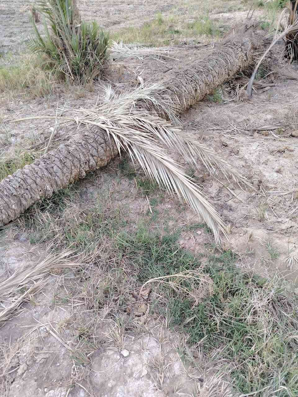 الي يحتاج  جذوع خلي يجي ياخذهن علما النخل عدل وتم قلعه بسبب عمره وطوله. اكثر من ١٥ نخله يجي ياخذهن بثواب راعيهن
العنوان الحمزه الغربي / العويسات/ ***********
