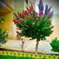 متوفر بذور سدر ليرد كميه مفتوح07829029576