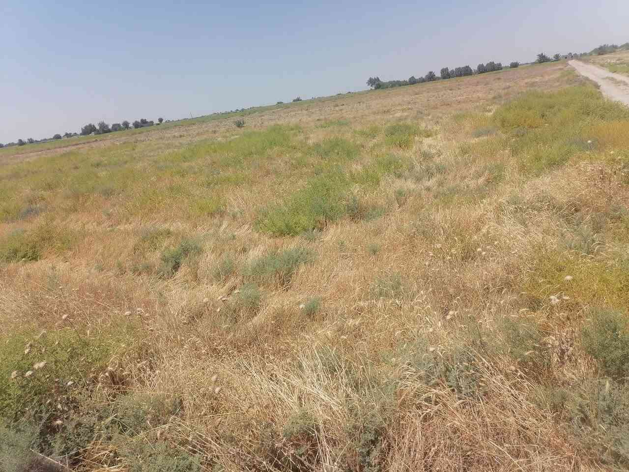 كاع البيع 25دونم  بيه 70نخله تمر +عنب وبرتقال ورمان وتين ومشمش  80شتله  
بمنطقت زبيديه
ماء وكهرباء بيه
تسكي م̷ـــِْن شعيوطيه ومن المغيشي

تصال عل هاذا الرقم***********
