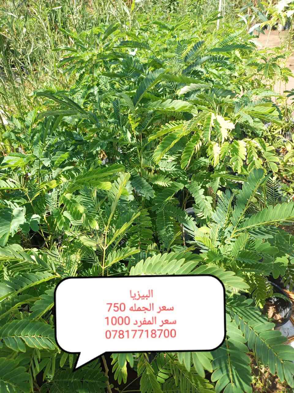 مشتل الجمعيه
على بركه الله توفرت مجموعه من النباتات الخارجية جمله ومفرد 
الدجيل الجمعيه خلف الدفاع المدني 
للاستفسار والحجز مازنجر واتساب ***********
