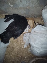 متاح فراريج فسيفس وحده جواها 14 بيضه عرب وحده جاي تبيض وراها 5بي فسيفس...
