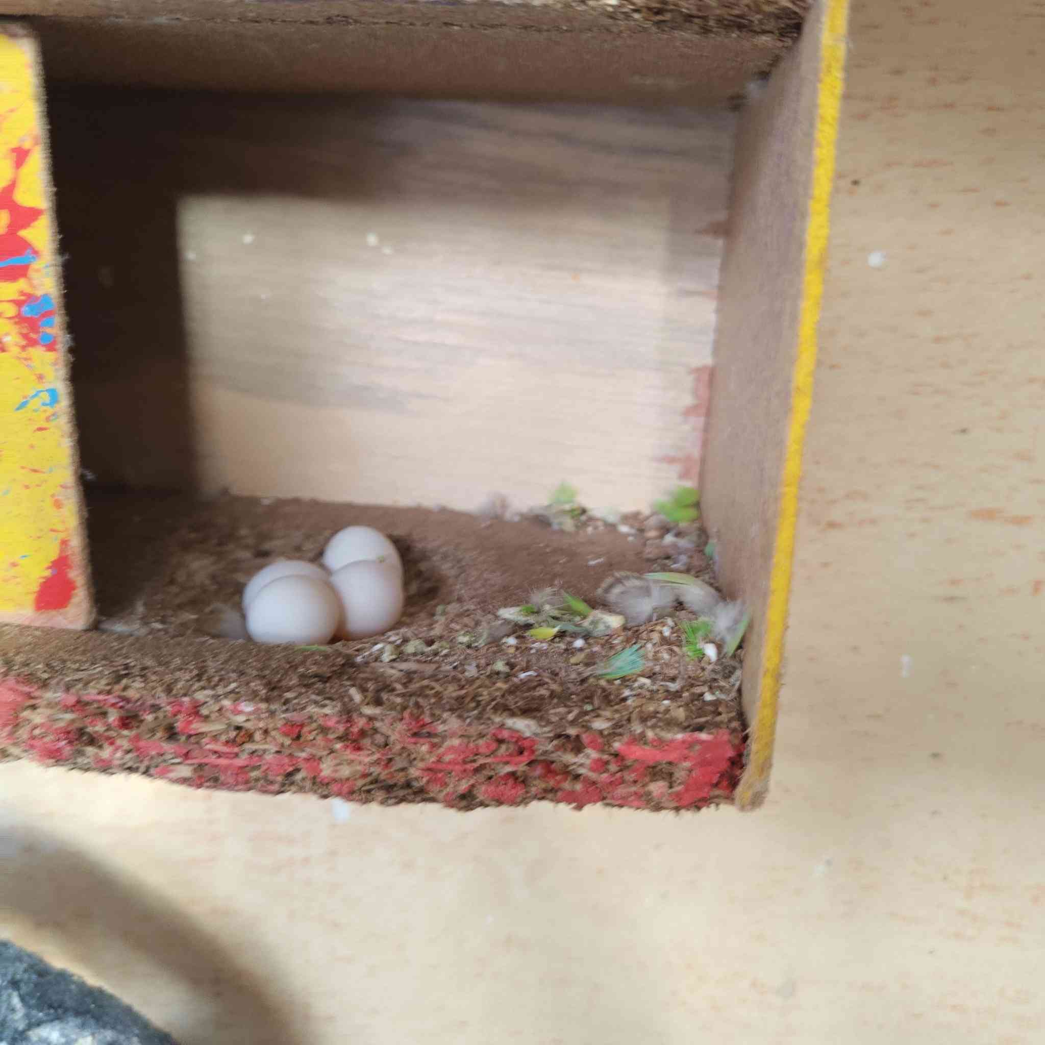 للبيع كلهم 8 والقفص 
70


**إذا كنت صاحب هذا الإعلان وتريد حذفه لأي سبب، رجاءا أرسل رسالة إلى الدعم الفني**