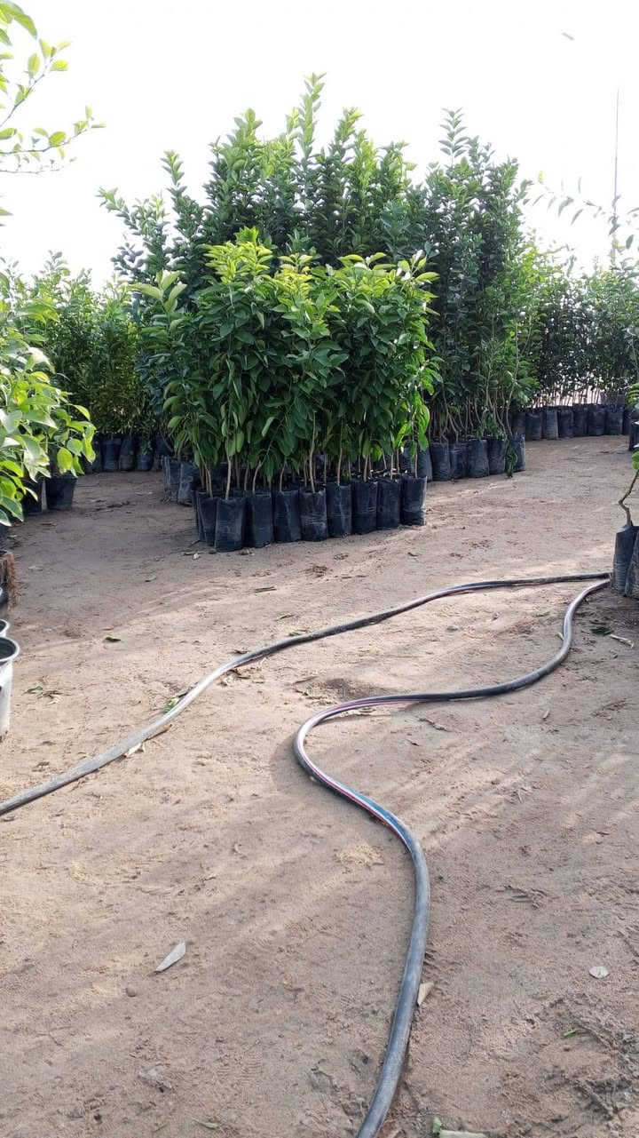 السلام عليكم ورحمة الله وبركاته
مكلف بالنشر
مشتل الزوية يعود من جديد مع بداية الموسم
الزوية قرب مفرق المدينة السياحية
*********** واتساب
***********
