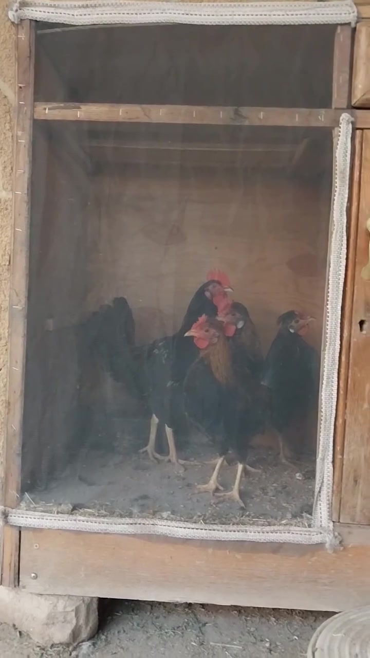 السلام عليكم
متاح ديوجة كويتيات درجة اولى مثل ما واضح بالفيديو
مكاني صلاح الدين قضاء الدجيل توصيل ماكو
عمر اربعة اشهر صحة خير من الله ماخذات جميع اللقاحات  العدد المجموع الكلي 6 قطع راسلني على الواتساب او اتصل على الرقم
*********** للاستفسار
