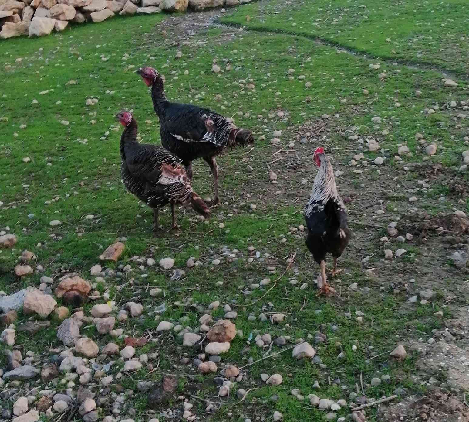 يوجد بصراويات و ديچ عرب
***********
