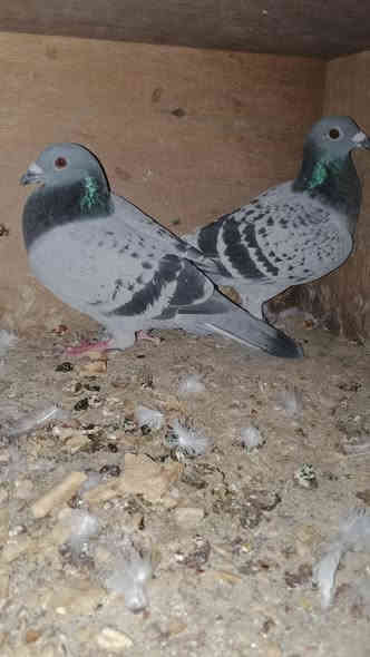 متاحالسعر 15  بغدادط ***********
