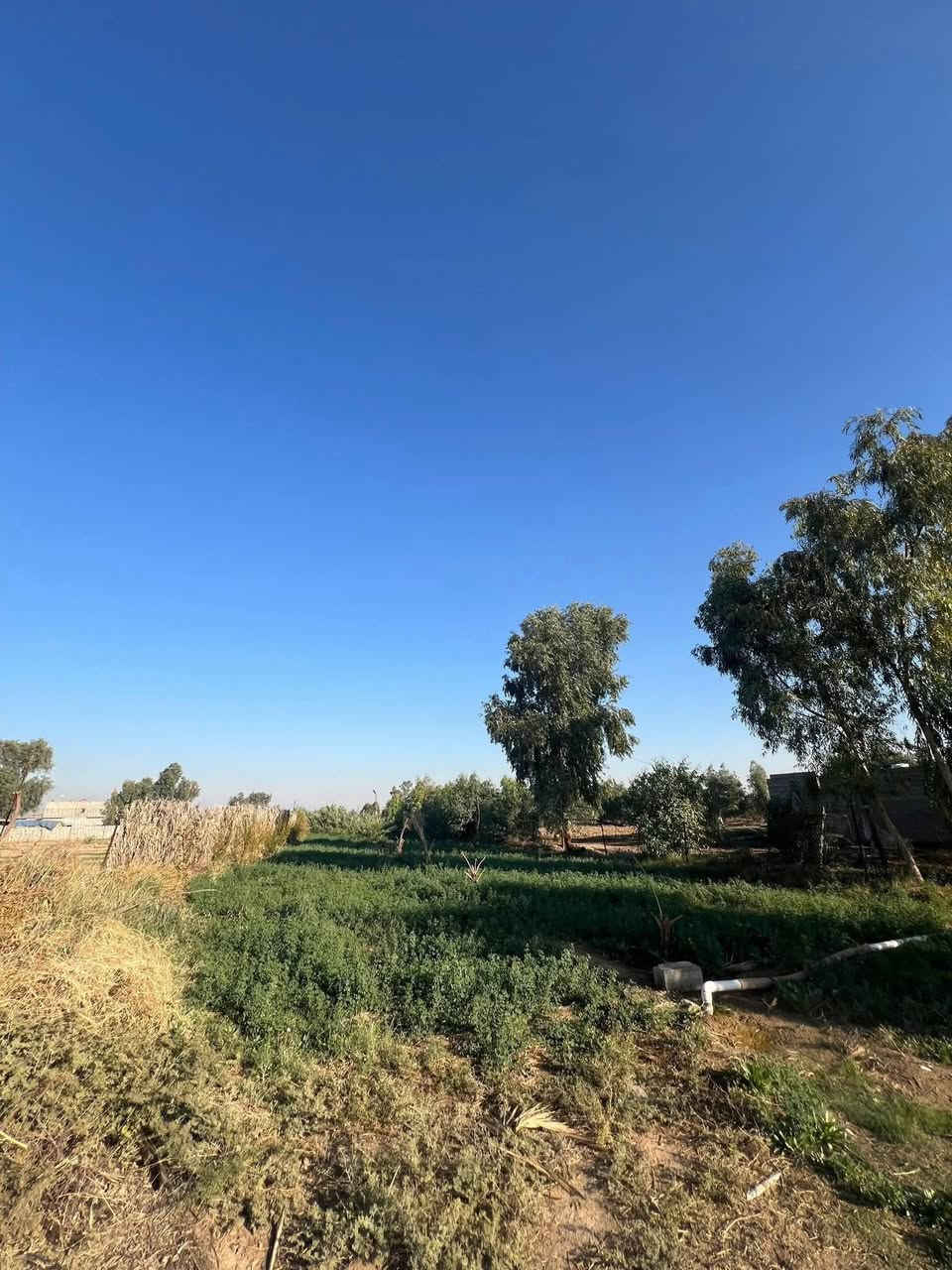 مزرعه للبيع 3 ونص دونم قرار 117 المزرعه مخدومة كافت الخدمات وكافت الأشجار المثمرة نخل مع حمضيات عنب وزيتون ورمان امريكي مشمش تفاح عرموط تين اصفر تين اسود بني مسلم كهرباء محولة ام 400 انارة شارع مدارس متوسطة وابتدائية مستوصف سوك قريب عليها ماء سقي نهر مع بئر مع ماء اسالة مع تبليط السعر عند الاتصال بالرقم *********** / *********** العنوان بغداد المعامل الحسينية منطقة السعاده البو عامر .
