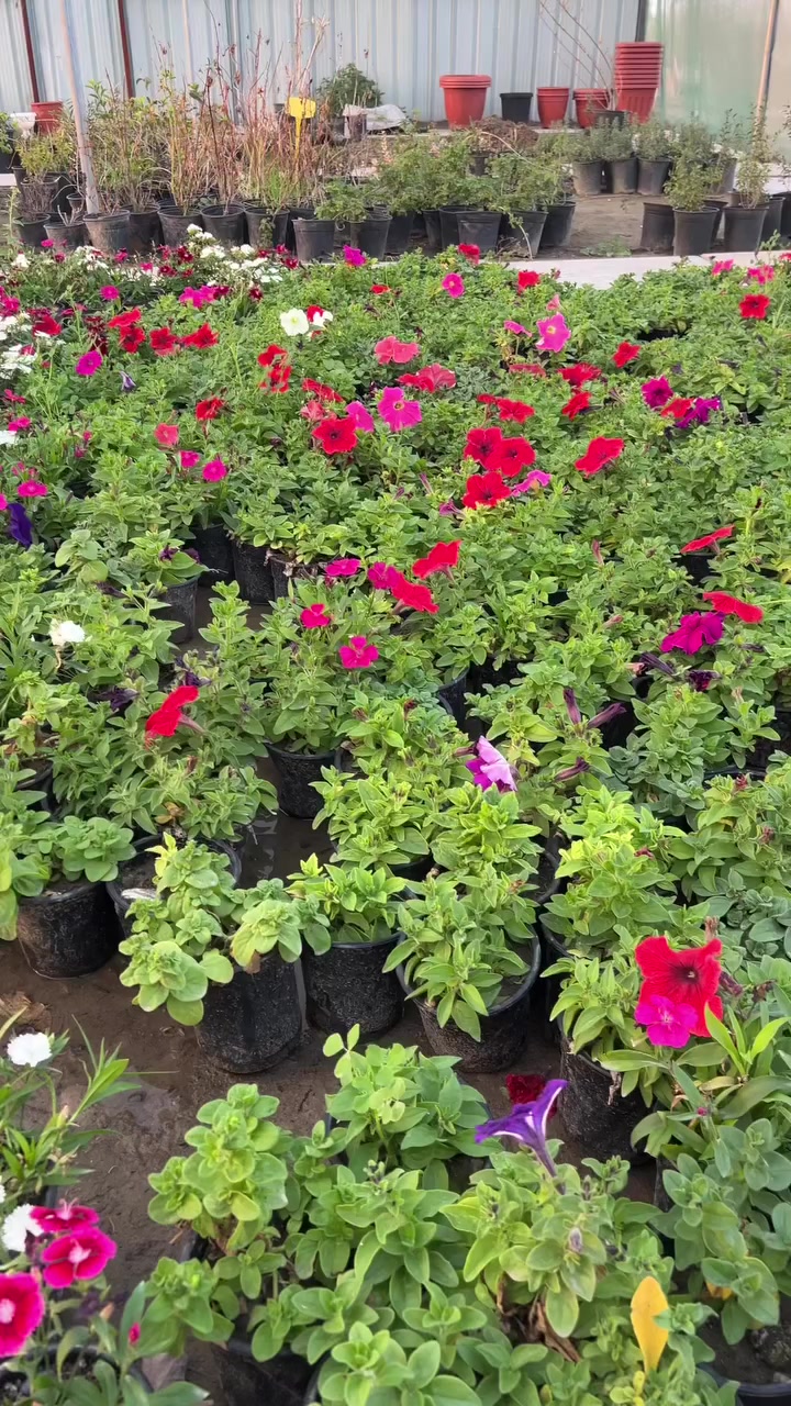 #“إذا تريد حديقة تبين مرتبة ومليانة حياة بأقل تكلفة… البتونيا هو الاختيار الصح 🌸”

📍 متوفر الآن في مشتل جنة الجنوب – المجر الكبير
📲 للحجز والاستفسار واتساب: ***********
#مشتل_جنة_الجنوب #الزراعة_المنزلية #ورد #بتونيا
