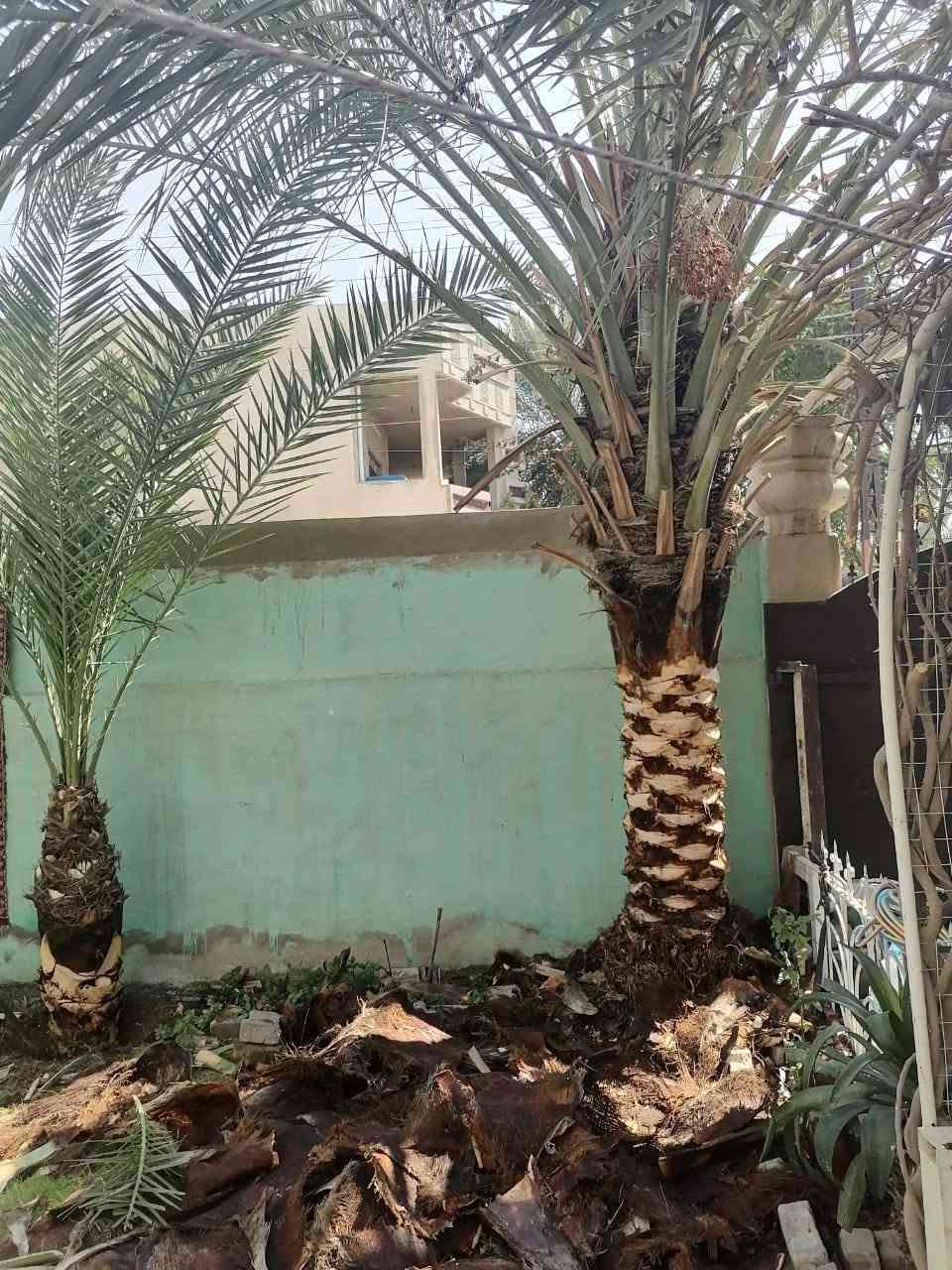 زراعة نخيل اجود انواع النخيل عمل حدائق اسعار تنافسية تصاميم حديثة كادر متخصص في مجال الزراعة
اتصل نجيك باي منطقة ***********
