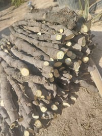 مع بدايه الموسم ويانه ابدد لاتحتار لتسهيل تكاثر النباتات وتشجيع على زر...