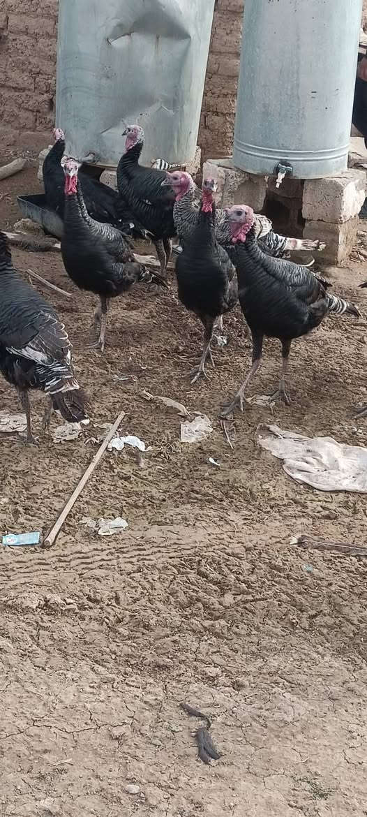 ديوكة شيش العدد 11 للبيع 
الديچ 55 وكو 50وكو45 الديچ
الوزن من 4لل6كيلوات
***********
مكاني ناحية العباسي
