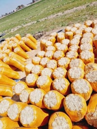 تبن مكروض درجه اولى واصل للبيت قياس 55/80 للاستفسار الاتصال ‏‪07734037...