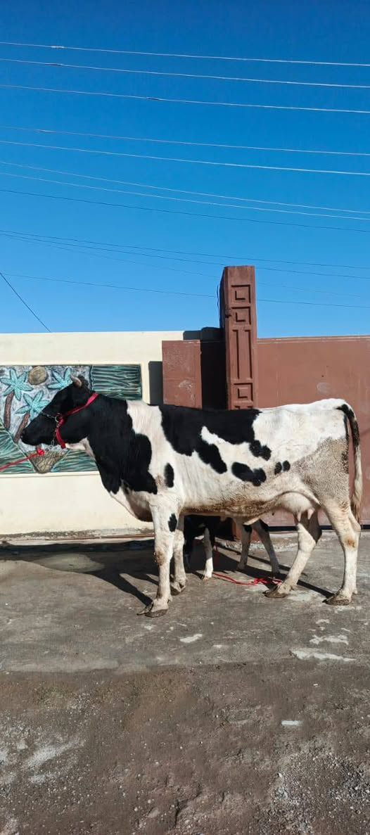 السلام عليكم
مكلف بنشر اتصل علا راعيه 
بجر هولشتاين الصلي رقم واحد 1⃣ مال بيت اهله جنايه وراها حوليه هولشتاين تلقيح جمه تحلب حليب خير من الله ودسه حيل السعر وباقي التفاصيل اتصل علا راعيه وتدلل المكان صلاح الدين قضاء الشرقاط قريت شكراً يوجد خدمت توصيل ***********‬‏

