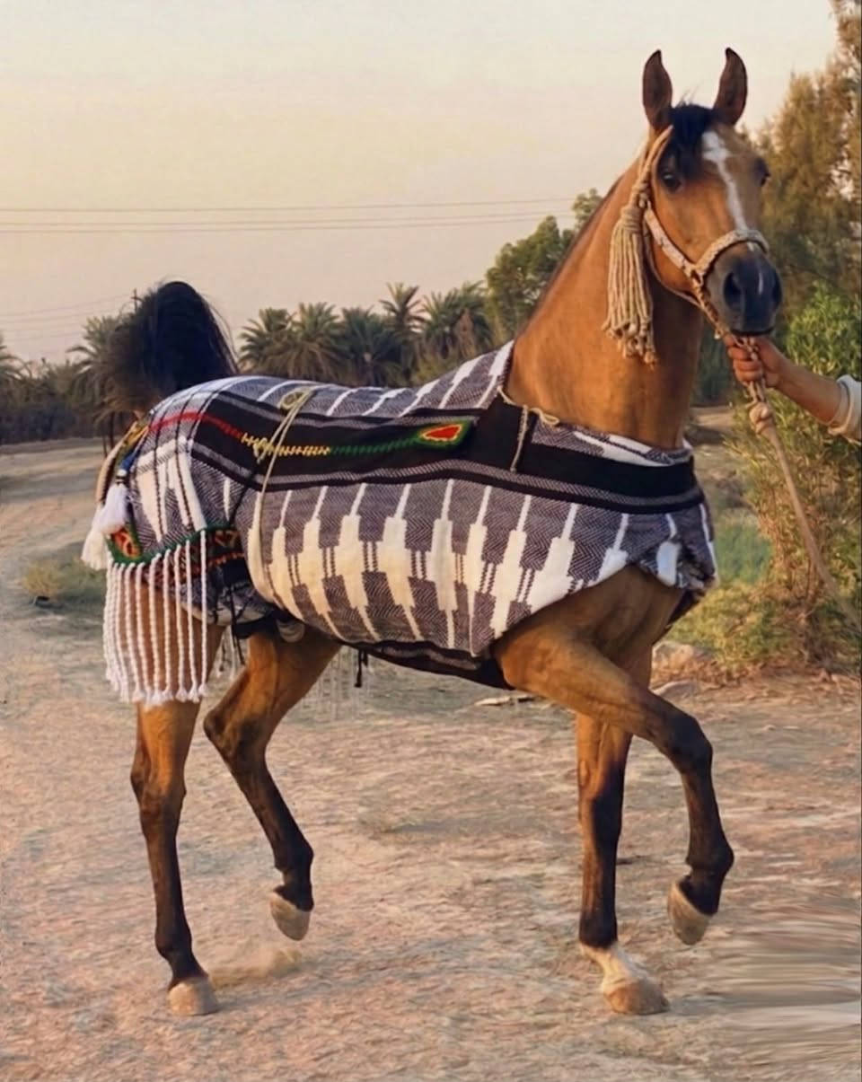 .. السلام عليكم مهره عربيه رقم واحد مكفوله  ع كل عيب ارتفاع154  كل شروط الجني مهره خط جمال خياله سلم  عشارهه 4شهر 
 ‏‪***********‬‏.. 
***********
واتساب موجود خاص مفتوح والشراي بطن عيني  .، 🤍
