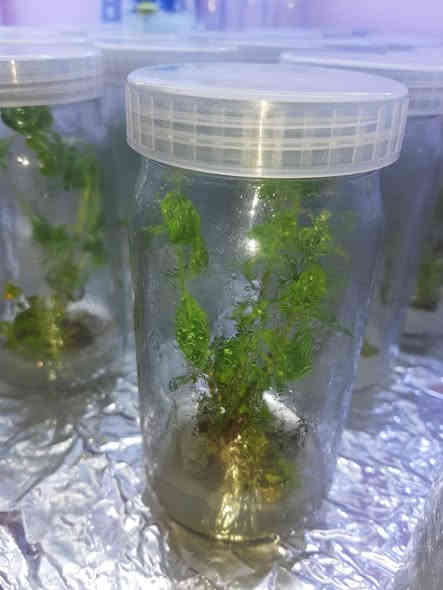 بسم الله الرحمن الرحيم
يعلن مشتل ومختبرالشاهين الزراعي 
🌿 متوفر الآن شتلات نسيجية من نبات الاستيفيا – بديل السكر الطبيعي 🌿
لاصحاب المشاريع الزراعيه وطلاب الدراسات ممكن توفير كميات بعد الأنفاق 

هل تريد بديل صحي وطبيعي للسكر؟
نوفر لكم شتلات استيفيا نسيجية عالية الجودة، سريعة النمو ومناسبة لزراعة الحدائق والمزارع وحتى الأواني المنزلية.

✨ مميزات نبات الاستيفيا:

أحلى من السكر بأكثر من 20 مرة

بديل صحي لمرضى السكري

قليل السعرات وممتاز للحمية

نبات اقتصادي وسهل العناية ومناسب لأجواء العراق

📍 متوفر الآن في مشتلنا – الكمية محدودة

للاستفسار والحجز:
📞 ***********

---
