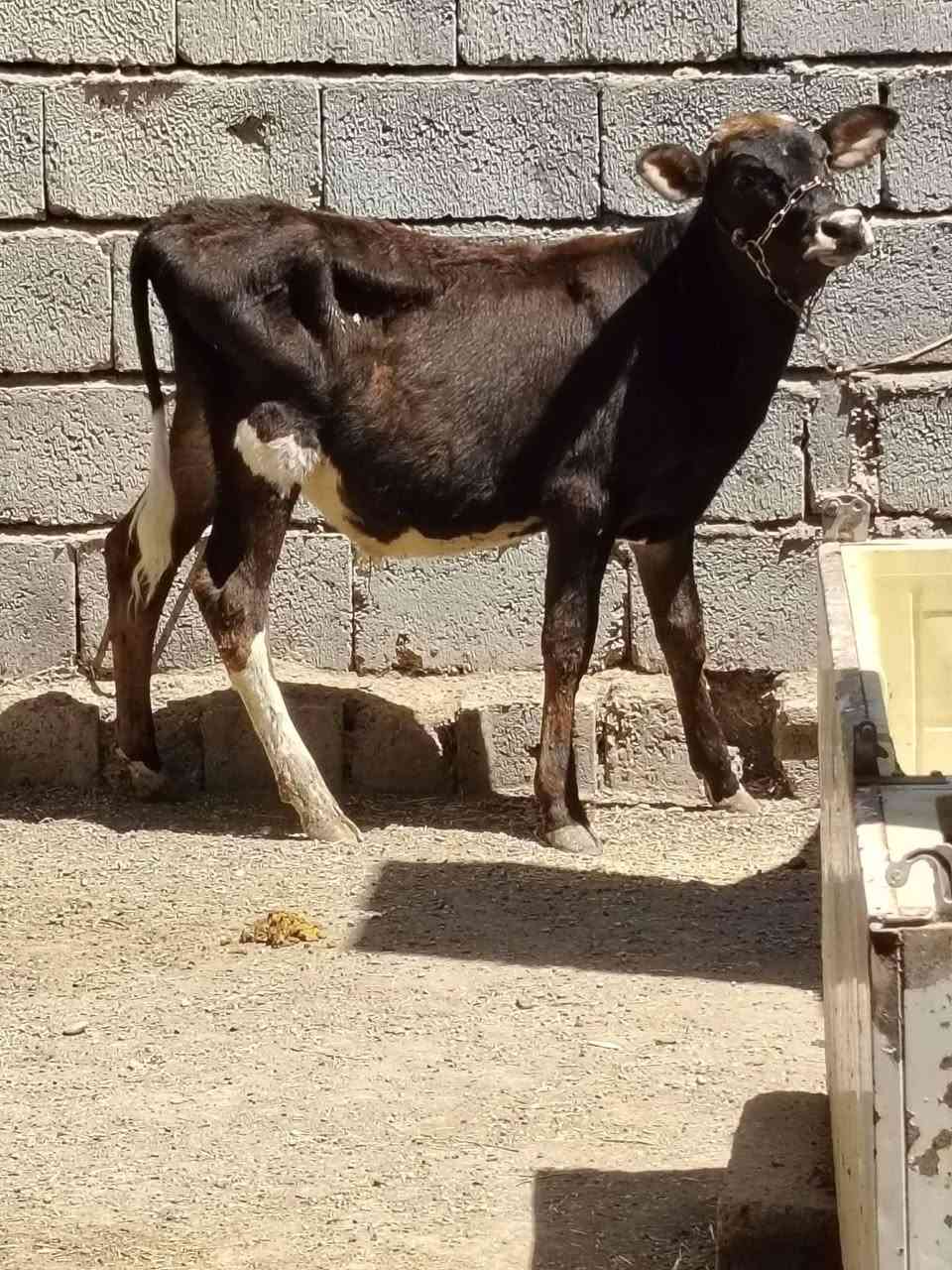 السلام عليكم
للبيع حولي جنس بوكاني يرهم ربط وجنيه وشرط النصاحه عمرو 5 أشهر السعر مليون و 30 وبي مجال قليل الاستفسار الاتصال على الرقم *********** // *********** موجود توصيل حسب الاتفاق
