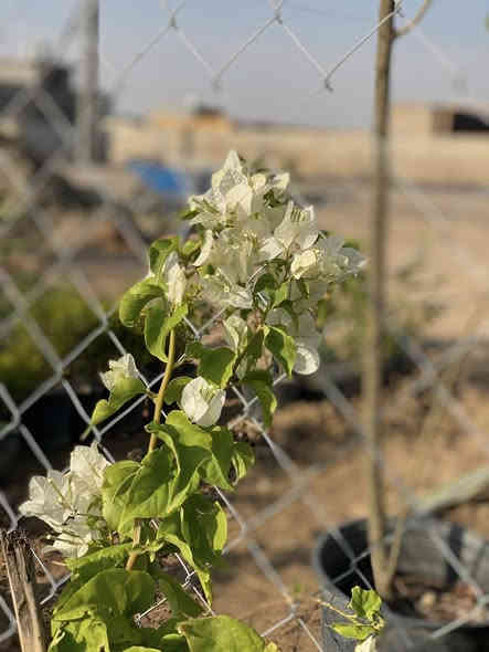 🌹زبائن صفحة مشتل ديالى خان بني سعد 
 
توفير مجموعة جميلة من نباتات الزينة 🏡والخارجية  💐
 👇وكل مايتعلق بها من
ورد جوري كل الاوان وعطري سعر ب2 وب3 وب5 
تكي كندي ب5
رارنج ب2 وب5 ارتفاع 2 متر عمر 3 سنه 
برتقال عراقي بب4
جهنمي متسلق +قزمي متوفر كل الاوان 
ليمون عراقي عمر 4 سنوات سعر ب4 وب6
اكاسيا سوداء 
اكاسيا حمره 

 (🪴اسمدة بمختلف الانواع، مبيدات 🐛زراعية،  تربة زراعيه. ، سنادين بلاستك  ) 

للطلب ومعرفة الاسعار والتفاصيل يرجى مراسلة الصفحة 
أو الاتصال 📞على الارقم الاتي : (***********) يوجد واتساب
