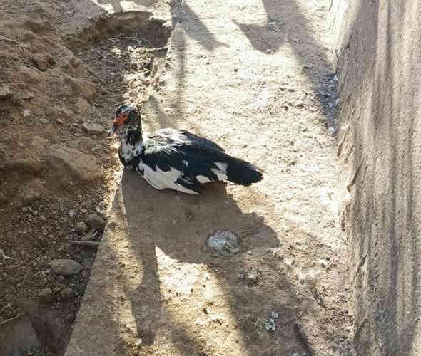 متاح بش مصري 5نثايه وفحل ابيض السعر 65قفل بني منصور ‏‪***********‬‏
