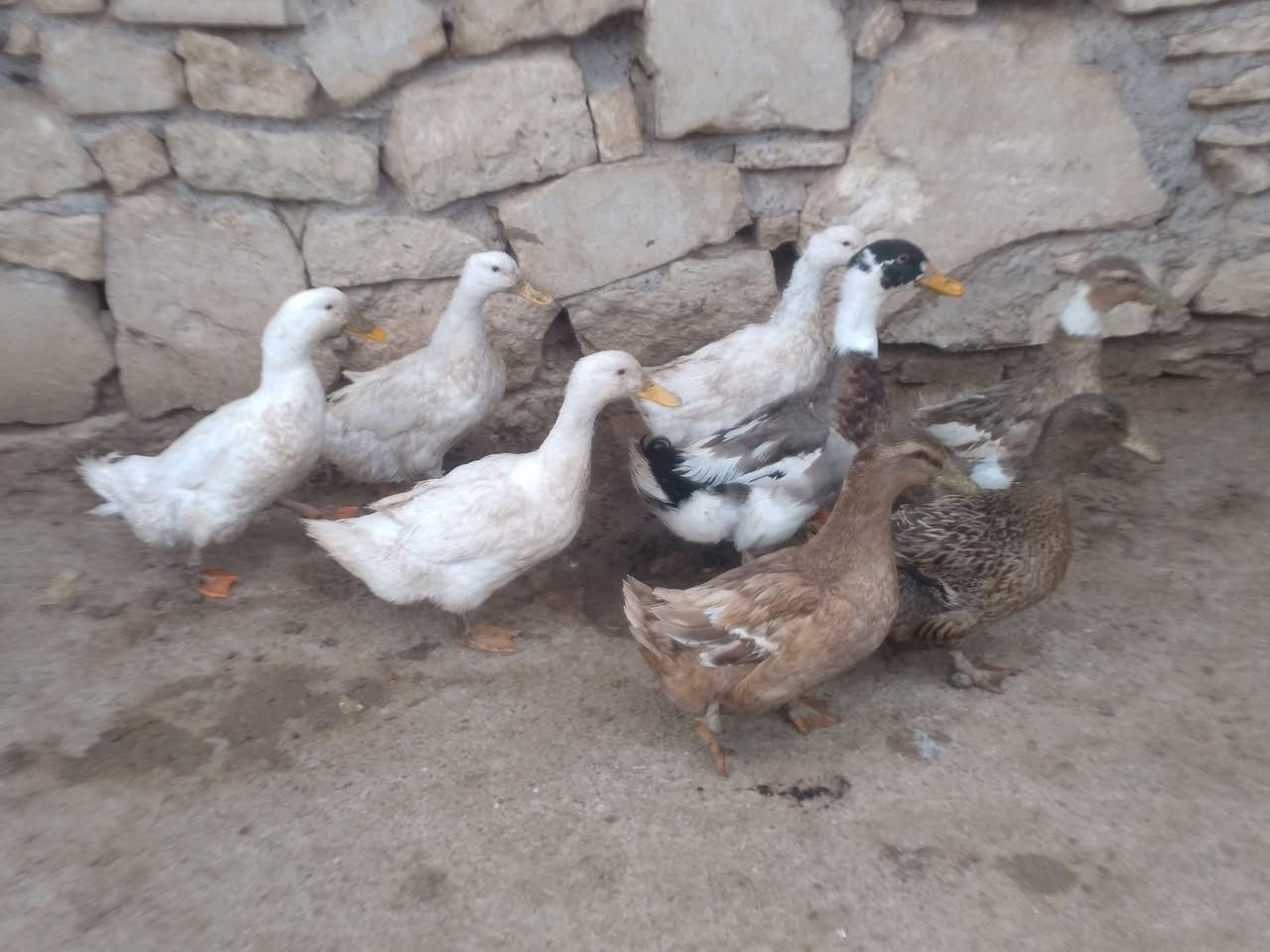 للبيع بط بياض عدد 8 خشن نصحات فول صحه مكان مكان موصل جانب ايمن شراي يتصل رقم ***********
***********
