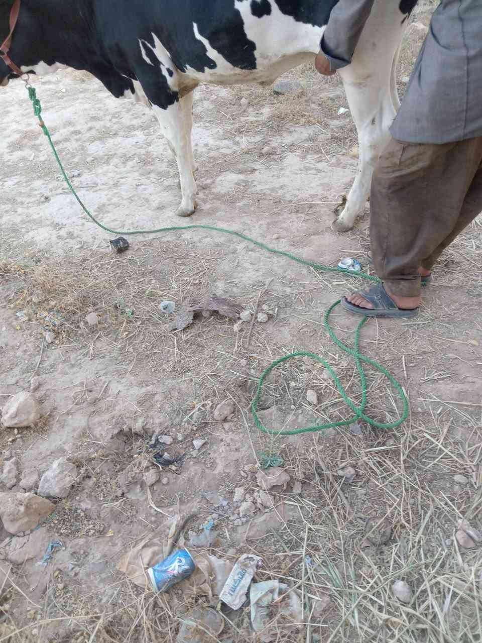 السلام عليكم بكره فريزيه زراعيه السعر 2600 اتصال على الرقم ***********
