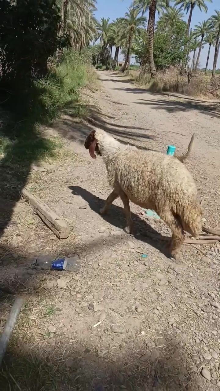 سلام عليكم نعجه كريشيه كصابه  مكان التاجي خلف كليه الرشيد ***********
