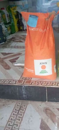 حبوب حنطه مقلفات دجله شرط النبات يوجد نغد أوجد عل موسم الرقم ٠٧٨٢٤٨٥٩٨...