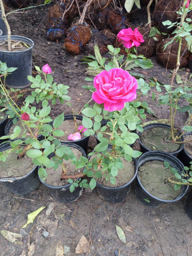 ورد سلطاني 2ب5 ،متسلق مرجان برتقالي ،زعرور جبلي


**إذا كنت صاحب هذا الإعلان وتريد حذفه لأي سبب، رجاءا أرسل رسالة إلى الدعم الفني**