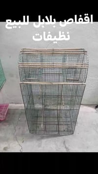 اقفاص بلابل • نضيفات • كركوك روناكي