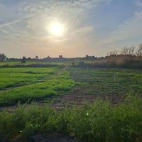 البوهيازع • ١٨٤٠م • طابو زراعي