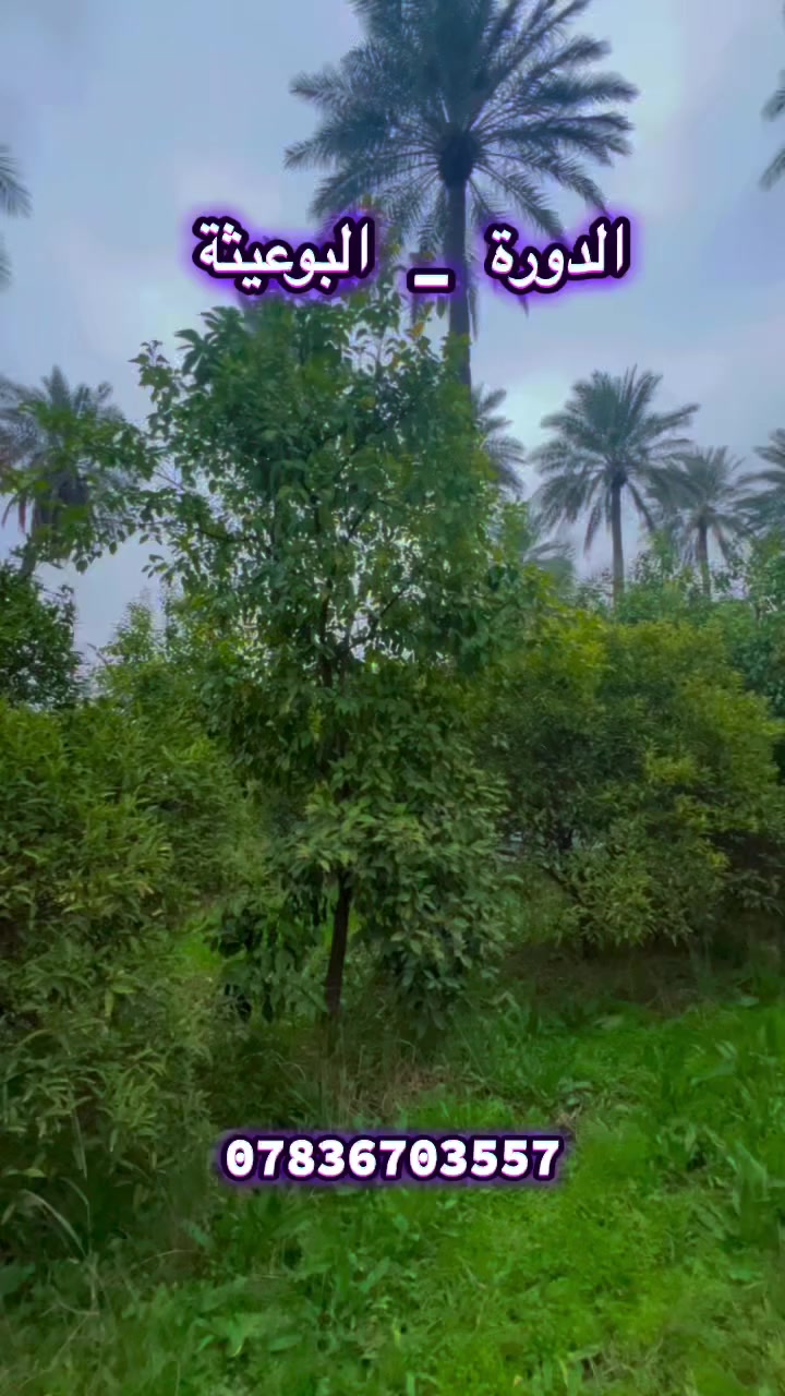 800م بستان 
الدورة البوعيثة 

للاستفسار ***********
