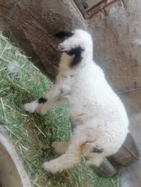 طليه • صاحيه • دوانيه الشاميه