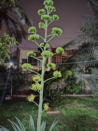 دوانم • كصيبة