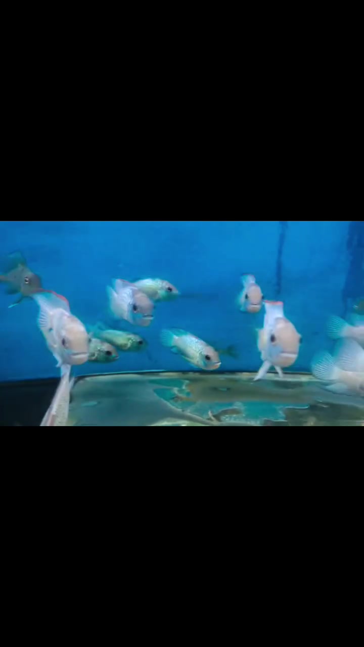 💥 وصل الجديد لعشاق أسماك الزينة 💥 جمله &مفرد
ألوان خرافية وحركة جميلة تضيف جمال للحوض ✨
وصول وجبة اسماك بلو اكارا  تايلندي حجم فول سوبر
🐟 أنواع مميزة💧 صحة ممتازة💰 أسعار مناسبة
للاستفسار راسل الصفحة 📩 او واتساب 👇👇
☎***********☎  ☎***********☎
متوفر🚚 توصيل🚚 الى جميع🚛 المحافظات 🚛
العنوان🏛طوز خرماتو شارع امام احمد مقابل قصابة حكمت
