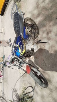 دراجة ايراني • بدون أوراق • الكرمة الانبار