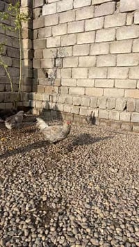 دجاج ٧ • ديوك ٣ • قرية السفينة