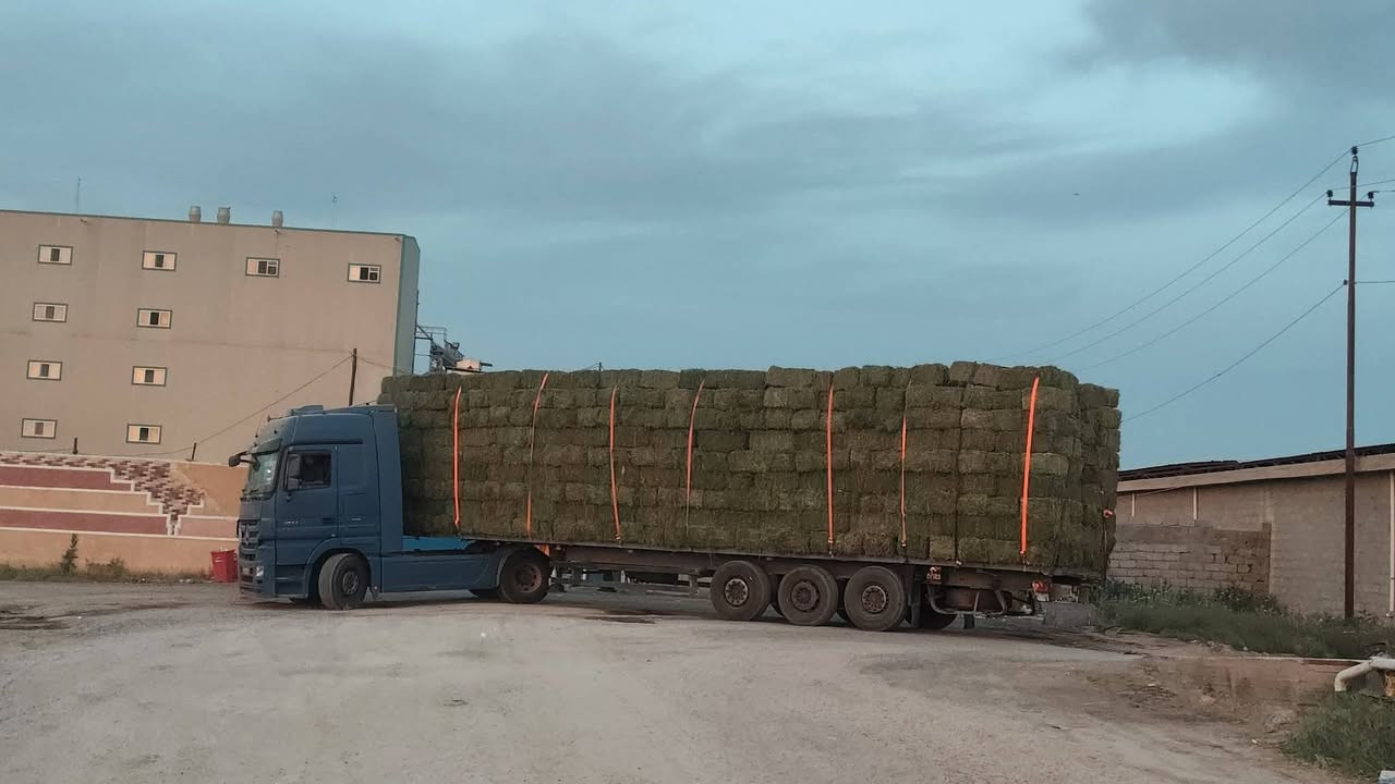 محتاج ٣ عمال تحميل كبس تبن جت مزرعة مرشات الف دونم عمل مستمر اليوميه 25 الف 
وزن الكبسه 20 كيلو المكان محافظة الرمادي سكن درجه أوله داخل المزرعه طعام كهرباء مستمره انترنيت ومشروع شط نضيف جدآ بصف الأرض
*********** بيه وتساب

