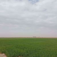 ٤٠ دونم • زرع حنطة • قرية السباهي