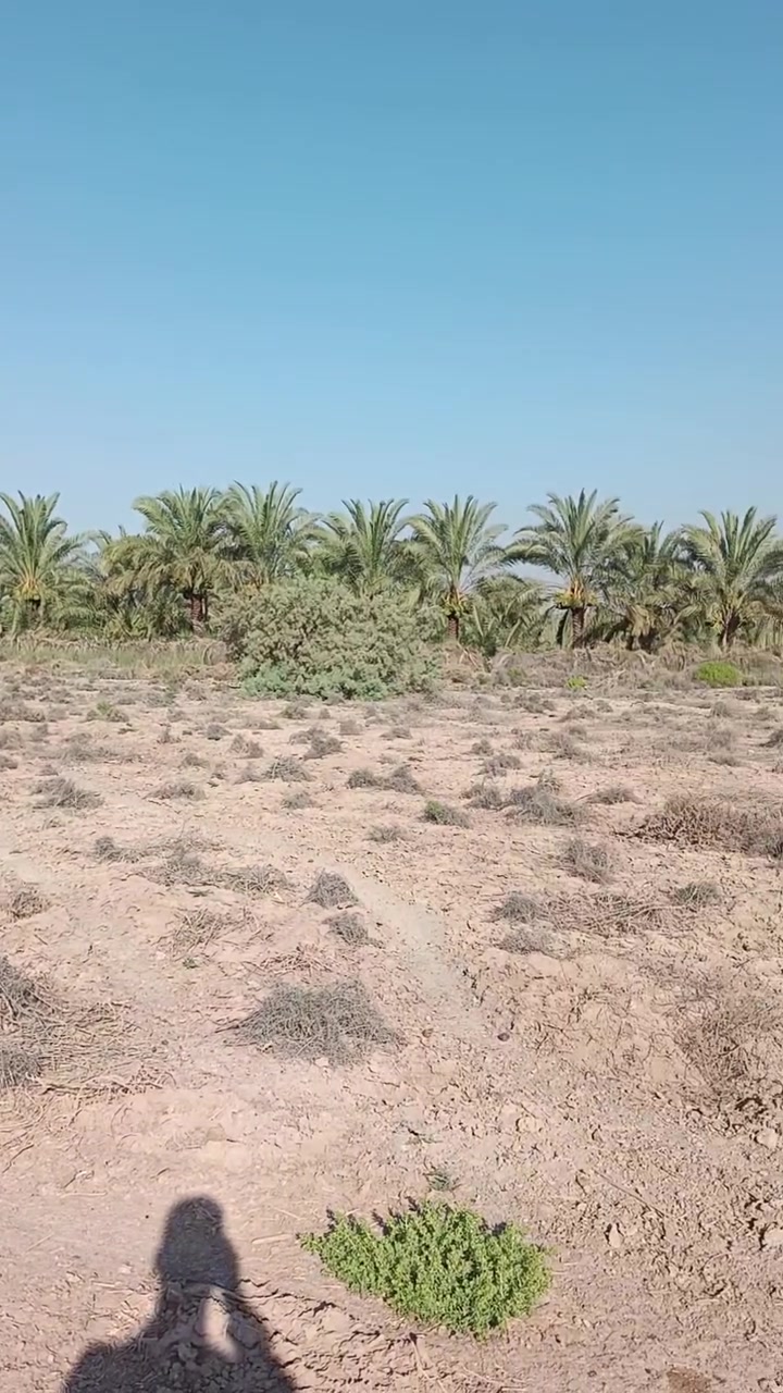 ارض للبيع قريبه عله فرع الوركاء للتواصل على الرقم  ‏‪***********‬‏

