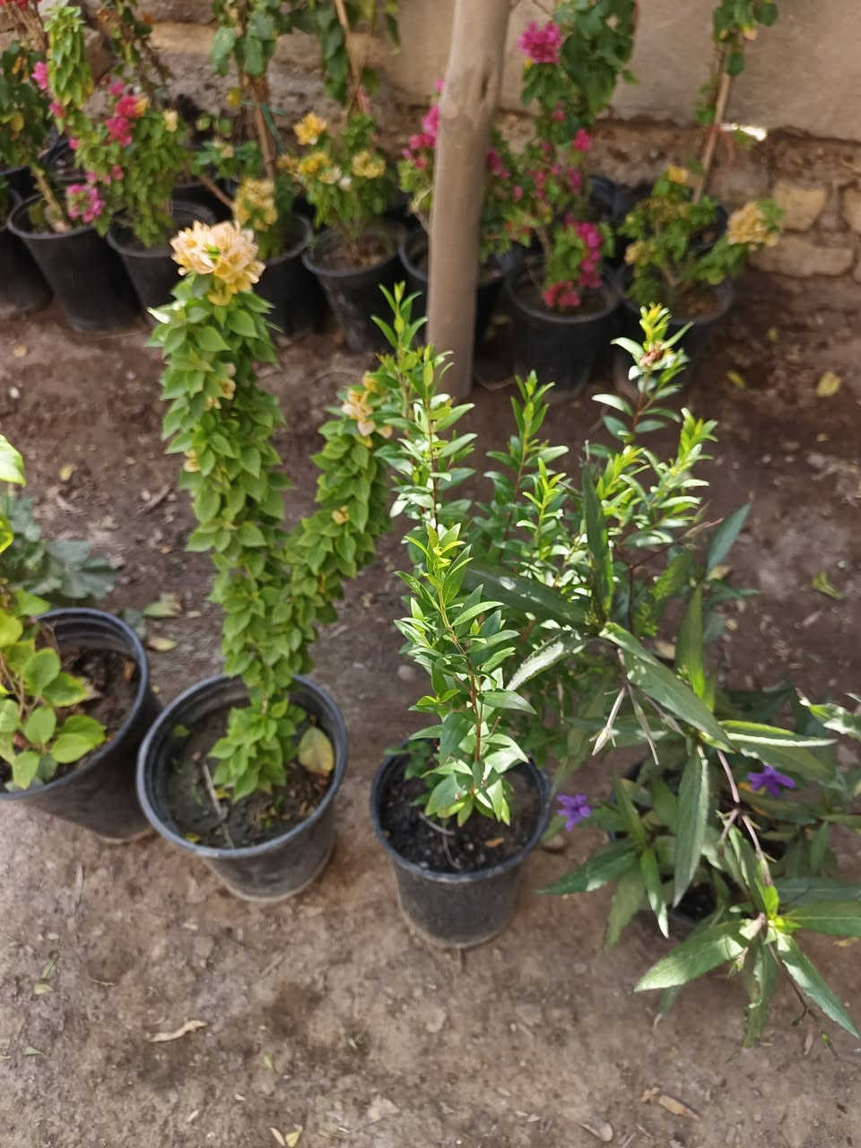 عرض رمضاني 
٧ نباتات دائميه 
متسلق جهنمي ١
جهنمي شجيري ١
جوري عطري ١ 
ياس ١
بتونيا ١ 
دمعه طفل ١ 
جيرانيوم ١
هذا العرض ب٢٥ الف 
متوفر توصيل داخل المسيب الفين وخارج المسيب ٣


**إذا كنت صاحب هذا الإعلان وتريد حذفه لأي سبب، رجاءا أرسل رسالة إلى الدعم الفني**