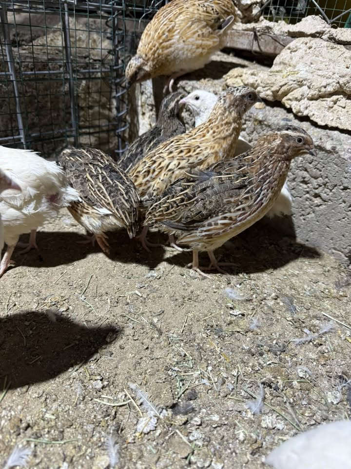 للبيع سمان ياباني عندي هسه بده يبيض وعندي بعد مامبيض الزوج 6 مكاني صلاح الدين
***********

***********
