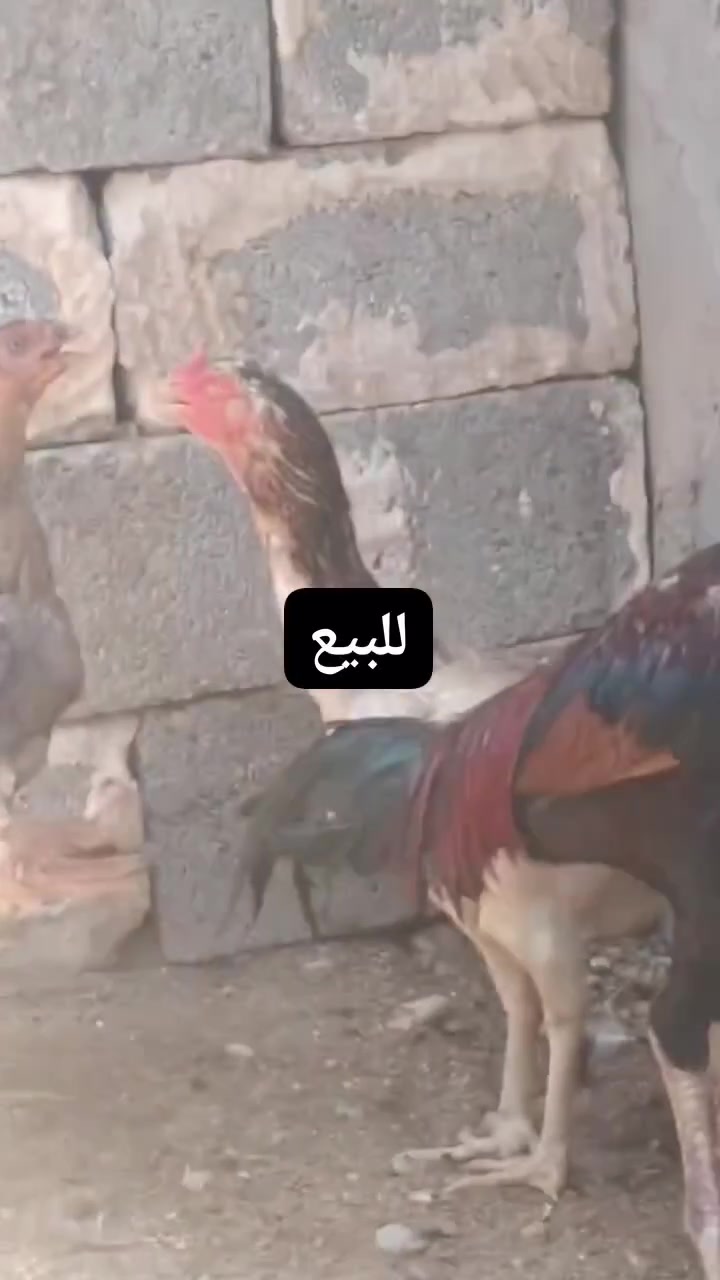 سلام عليكم من رخصة لادمن مكلف بل نشر ديج هراتي هندي + ٣ دجاجات هندي 
الدجاجات بياضات 
وملقحات ضمان 

دجاج درجه اولى 
مكاني كرابله هذا رقمي ***********
