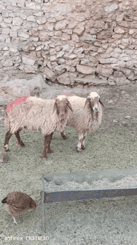 نعاج • محنيات شهرين • حديثه حقلانيه