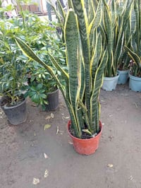 جلد النمر • عملاق • ٧ شتلات