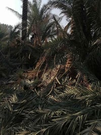 سعف أخضر • سعف يابس • ديوانية السنيه