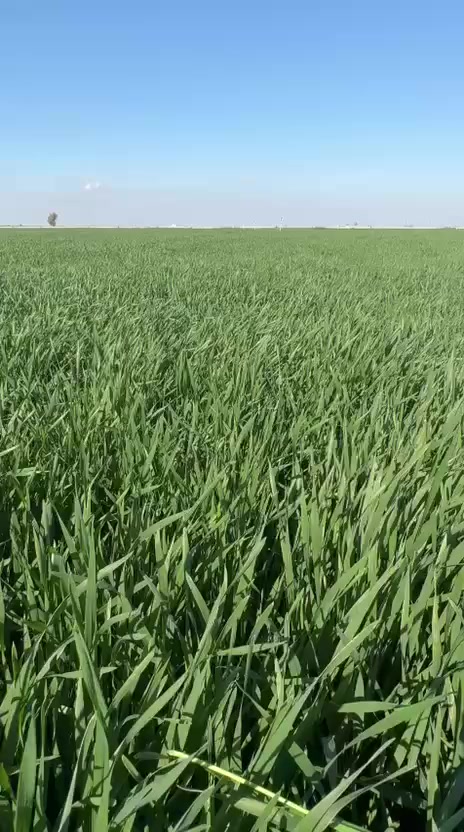 جولة حقلية جديدة… والنتائج تتكلم بنفسها
اليوم من قلب الحقل 🌱 نتابع وياكم نتائج استخدام الأسمدة الورقية الخاصة بـ مجمع البركة الزراعي 💪
🔹 نمو خضري قوي وواضح
🔹 لون أخضر داكن وصحي
🔹 تفريع ممتاز وزيادة في الكثافة
🔹 استجابة سريعة بعد الرش
خلطتنا الخاصة مو بس تغذية…
هي دعم متكامل للنبات حتى يوصل لأعلى إنتاجية بإذن الله 🌾🔥
تابعوا الفيديو وشوفوا الفرق على أرض الواقع 👇
واللي يريد نتيجة مضمونة وتجهيز متكامل…
مجمع البركة الزراعي حاضر دائماً بخدمتكم 🤝🌿
للطلب والاستفسار الاتصال 
***********
الموقع: كركوك/قضاء الحويجة/ سايدين المضهورية/ قرب محطة وقود المنطاد
#البركة_الزراعي #أسمدة_ورقية #جولة_حقلية #نتائج_حقيقية
