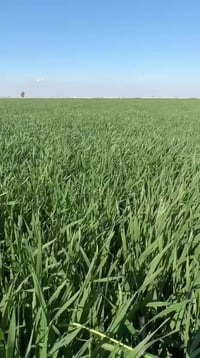 أسمدة ورقية • مجمع البركة • كركوك الحويجة