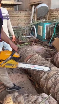 قتل كافه أنواع النخيل بأسعار مناسبه متواجد ع النت  رقمي 07801009705