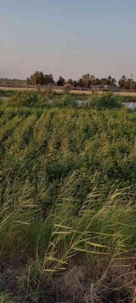 ارض في السعيدة بمساحة دونم تقريبا 
العرض من جهة الشارع 15.5
من جهة السدة 18
الطول يعني النزال 115
السعر  ١٤٩ مليون ..
***********
