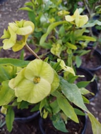 فوربيا • مشتل فارس الشمري • بابل الحمزة الغربي