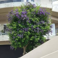 دورنتا بنفسجي 💜✨💯  شجيرة زينة دائمية الخضرة 🌱  من نباتات المناطق الاست...